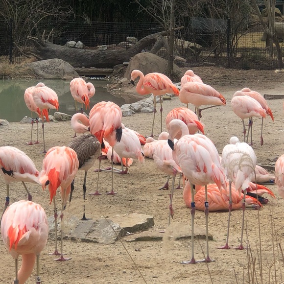 🌺 LIVE SHOW ALERTS!!!  🌺 Like this Post to be Notified of Upcoming Shows 🌺 - Picture 2 of 2